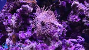 We did not find results for: Live Rock Hitchhikers Guide To Species Identification In Your Aquarium