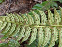 Image result for Lonchitis