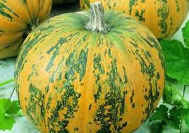 A few weeks before it's time to harvest, remove any leaves that are shading the plant—this will help give the pumpkins more color. Growing Pumpkins How To Plant Grow And Harvest Pumpkins The Old Farmer S Almanac
