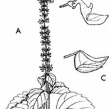 Image result for Coleus gracilipedicellatum
