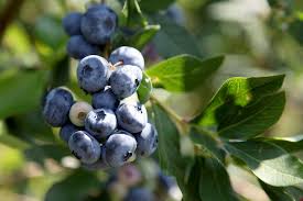 Image result for Vaccinium stanleyi