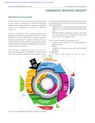 The term diploid is derived from the greek diplos meiosis occurs by a series of steps that resemble the steps of mitosis. Pdf Mitosis At A Glance