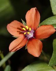 Image result for Anagallis kochii
