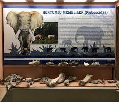 turkmenoglu alisveris merkezi adli kullanicinin hayvanlar ve evcil hayvanlar alemi the world of animals and pets panosundaki pin evcil hayvanlar hayvanlar hayvanlar alemi