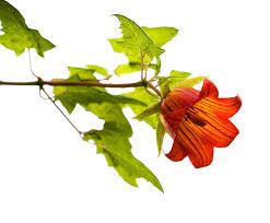 Image result for Canarina