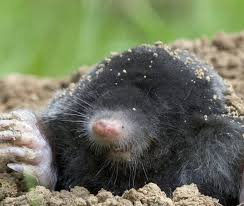 Soak the areas where moles and other burrowing animals are taking over. Mole Control Tips For Protecting Your Georgia Yard