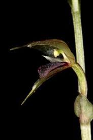 Image result for Rhipidoglossum pusillum