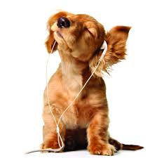 Man’s Best Friend?