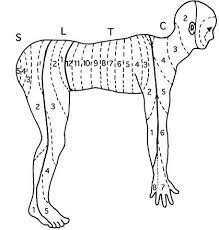 デルマトーム 皮膚分節 整体 人体 皮膚