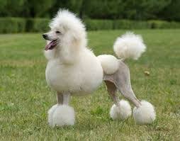 Resultado De Imagen Para French Poodle Dogs Kopek Hayvanlar Hayvanlar Alemi