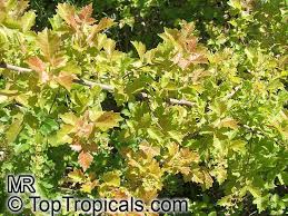 Image result for Searsia dentata