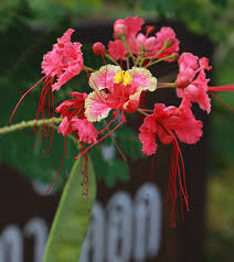 Image result for Caesalpinia