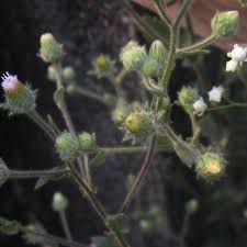 Image result for Pseudoconyza viscosa