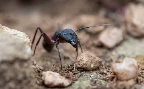 ant species in ms