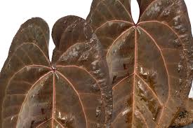 Image result for Angraecum infundibulare