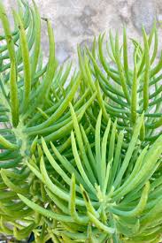 Image result for Senecio propior