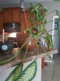 The new leaves never open or mature. How Do I Straighten This Dumb Cane Plant Hometalk