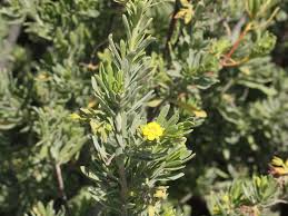 Image result for Suriana