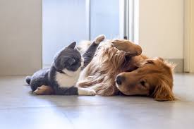 We are a cat friendly hospital and have a cat only examination room. Vellore Woods Veterinary Clinic Home Facebook