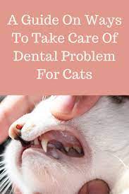 A Guide On Ways To Take Care Of Cat Teeth Problems Dental Problems Cats Cat Brushing