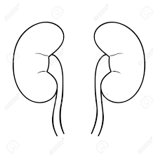 Human Kidneys Icon In Outline Style Isolated On White Background Royalty Free Cliparts Vectors And Stock Illustration Image 69448631 Kidney cartoon 1 of 80. human kidneys icon in outline style isolated on white background