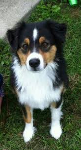 Miniature Australian Shepherd Black And Brown Miniature Australian Shepherd Aussie Dogs Australian Shepherd American Shepherd