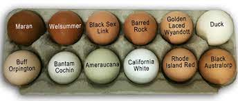 We did not find results for: Cu Chicken Breeds What Are Best Egg Layers