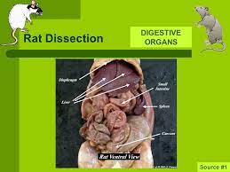 Rat Dissection Rats The Following Slides Are Intended To Help You With Dissection Of The Rat And Then To Review For The Lab Practical That Will Follow Ppt Download
