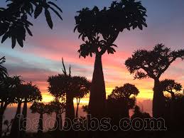 Pachypodiums With Sunset At Le Jardin Naturel Reunion Island Reunion Island Sunset Island