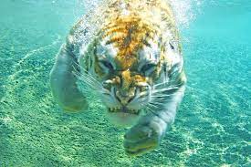 This Picture Of A Tiger Swimming Underwater Gets An Equally Ferocious Photoshop Battle Animals Beautiful Tiger In Water Funny Animals