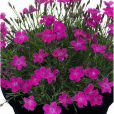 Acheter Dianthus Kahori Vivace Pas Cher Sur Coclicoh En 2020 Vivaces Idees De Jardin Fleur Plante Vivace