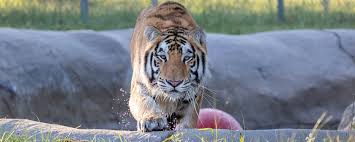 Houston police arrested the former owner, brittany garza, who at the time faced animal cruelty charges. A Year After His Rescue From A Houston Home Loki The Tiger Enjoys Sanctuary And Reminds Us Why Big Cats Are Not Pets Hslf
