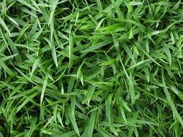 Rumput swiss adalah jenis karpet rumput buatan berbahan polyethylene dan mempunyai ciri khas pada warna full hijau. Mengenal 9 Jenis Rumput Untuk Rumah Idaman Dan Cara Perawatannya Rumah Com