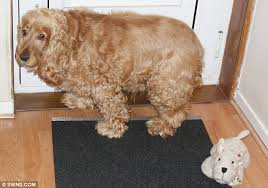 71 Most Popular Cocker Spaniel Weight Chart