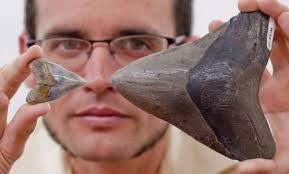 Here we compare the tooth sizes from the gatun with specimens from different, but analogous localities. 10 Killer Megalodon Shark Facts Fossilera Com
