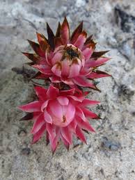 Image result for Thonningia