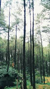 Hutan pinus pengger adalah wisata alam yang terletak di kabupaten bantul, yogyakarta. Hutan Pinus Dlingo Yogyakarta Hutan Indonesia Yogyakarta