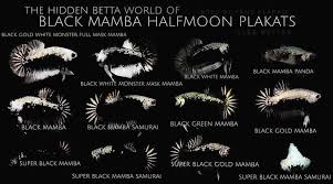 Ikan cupang atau ikan betta ini merupakan salah satu jenis ikan hias air tawar yang sangat yang termasuk ke dalam kelompok ini diantaranya ialah cupang black samurai, cupang black blue ikan cupang samurai memiliki tubuh berwarna hitam /black based dengan sisik dragon mutiara di kepala. Inilah 5 Jenis Ikan Cupang Terbaru Dan Terlengkap Yang Paling Banyak Dicari Informasi Ikan Hias Air Tawar Dan Laut Ikanhiasku Net