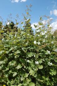 Image result for Macleaya