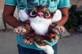 Caucasian Koala By Nafantano