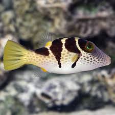 saltwater aquarium fish for marine aquariums saddle