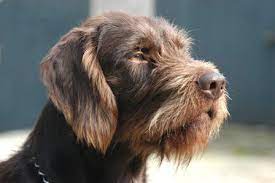 Dog Forumsk Zobrazenie Temy - Pudelpointer Fci Dog Training Purebred Dogs Dogs