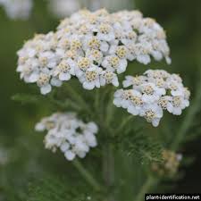 The database is searched for flowers that have all of the characteristics that you selected, so leave the search all option selected for any information that. Plant Identification White Flowers