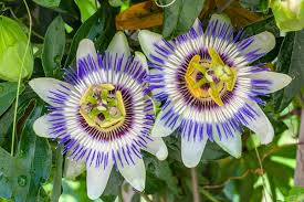 Maybe you would like to learn more about one of these? Passiflora Caerulea Blue Passion Flower