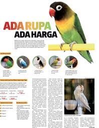 Jatuh Hati Pada Si Burung Cinta Topik Koran Tempo Co