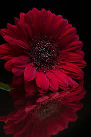Deep Red By Mavricka On 500px Red Photography Beautiful Flowers Shades Of Black