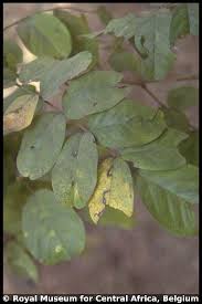 Image result for Bobgunnia madagascariensis