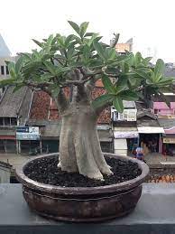 Bonsai smal hingga siap kontes Adenium Arabicum From Indonesia Rosa Do Deserto Jardim Plantas