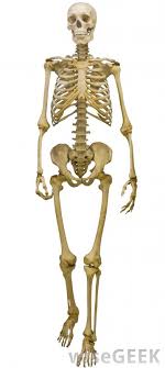 Bone is found in the shafts of long bone and consists of various cylindrical units named as haversian system 47. What Is The Haversian System With Pictures