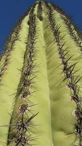 When it rains a lot, the saguaro cactus takes in so much water it weighs up to about 4,800 pounds, or just a little. Cactus Survival